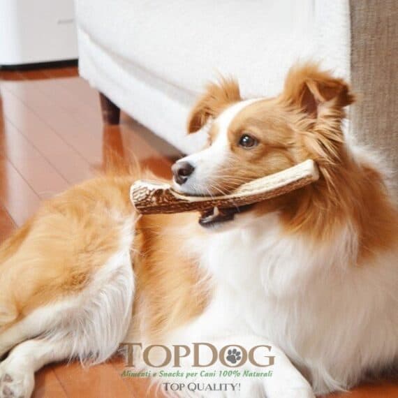 Corno di cervo per cane taglia media - M per Cani - immagine 2