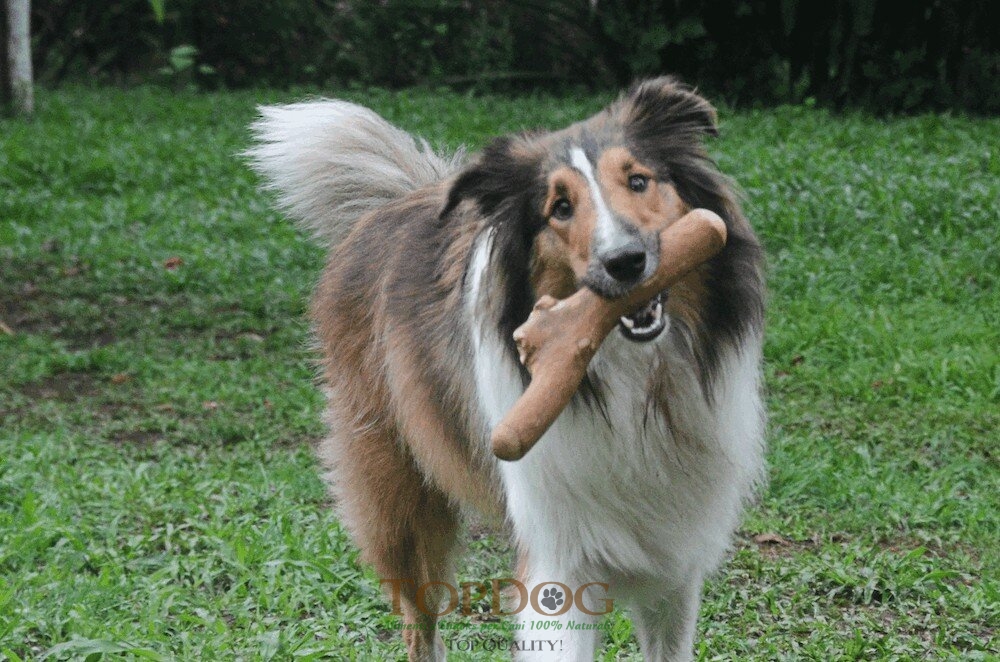 Legno del caffè per cani - M - immagine 3