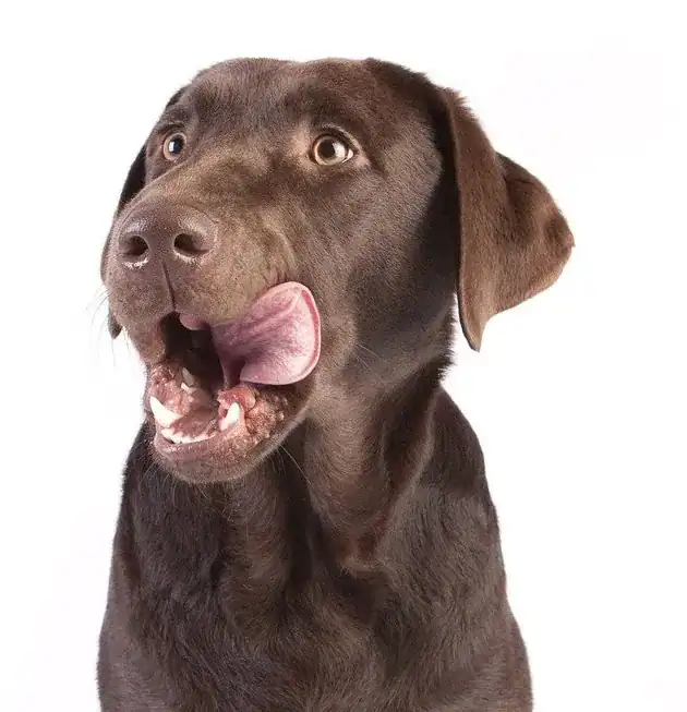 masticativi per cani sempre in forma naturalmente