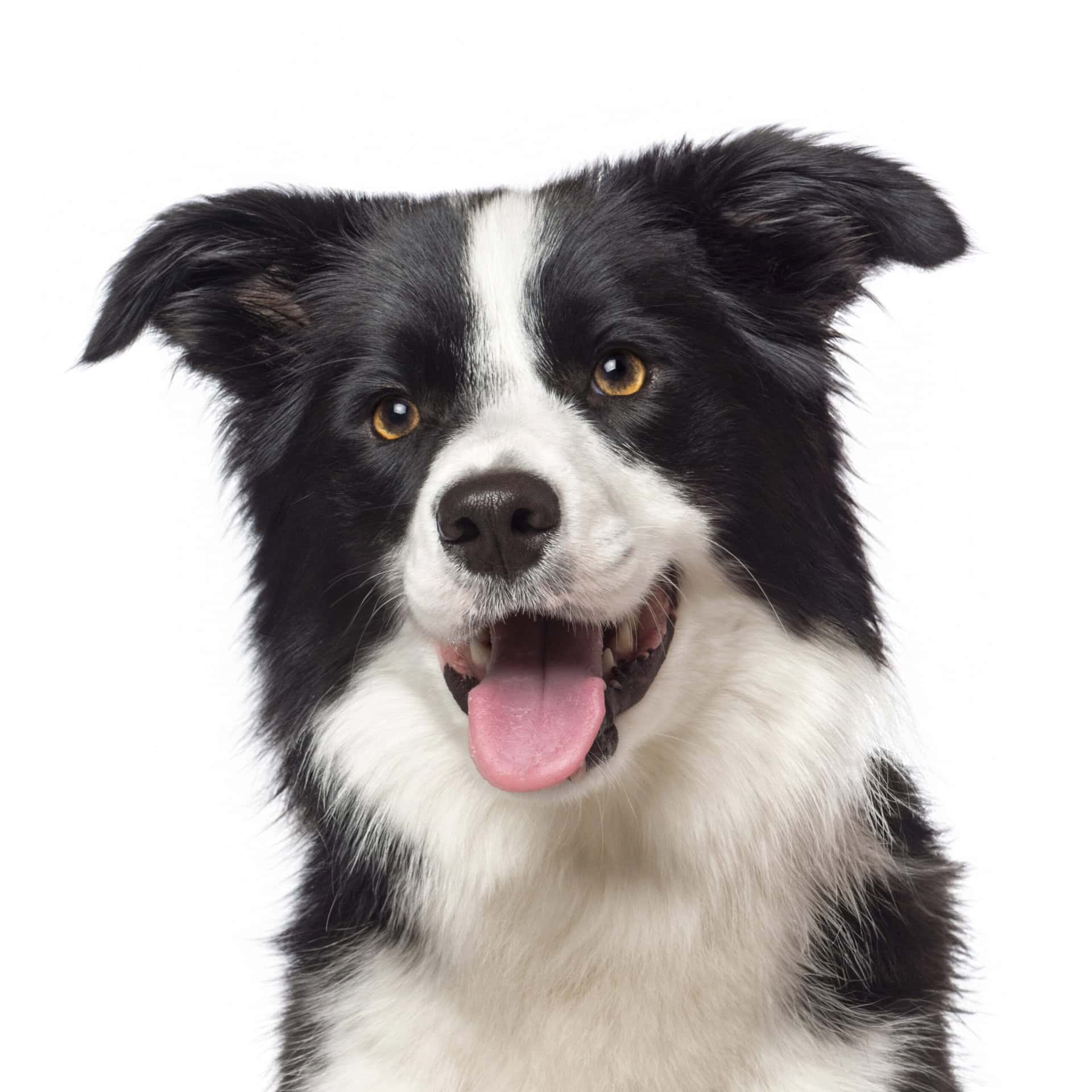 pelo del cane sempre lucido e senza forfora