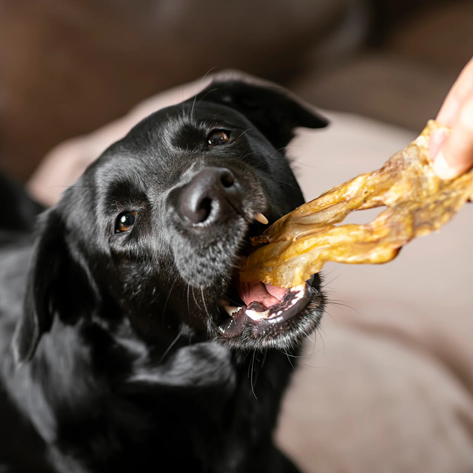 orecchie di coniglio essiccate senza pelo per cani3