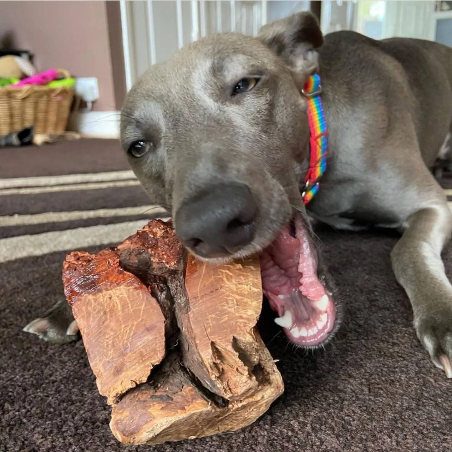 radice di erica per cani