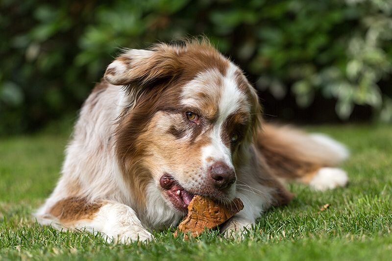 radice di erica per cani