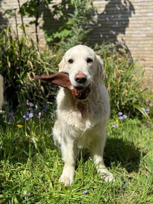 Orecchie di Bovino Essiccate con Pelo per Cani - immagine 2